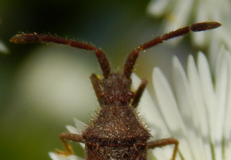 Coreidae?  S,  Coriomeris denticulatus